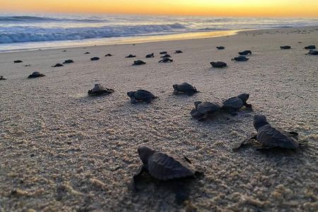 Baby Turtle Release in Coyote Escobilla Beach