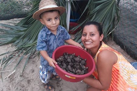 Baby Turtle Release in Coyote Escobilla Beach