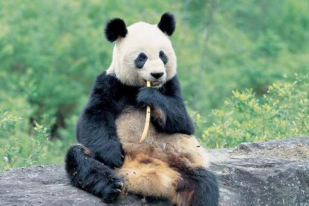 Best of Chengdu: Panda Visit and Cooking Class Experience