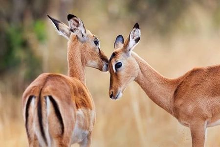 1 Day tour of Lake Nakuru National Park