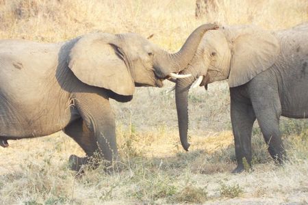 1 Night / 2 days at Mikumi National Park