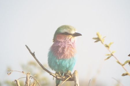 3 days safari to Mikumi National Park