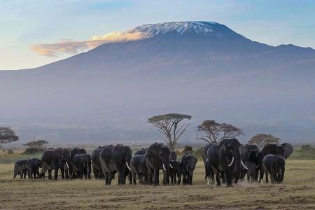 Day Tour To Amboseli National Park 