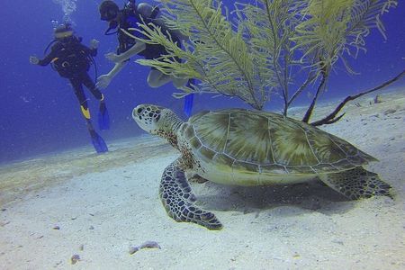 Certified 2-Tank Scuba Diving Tour from Montego Bay