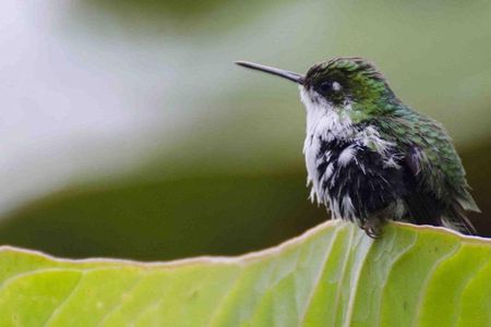 Bellavista Cloud Forest Reserve - full day