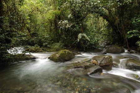 Bellavista Cloud Forest Reserve - full day