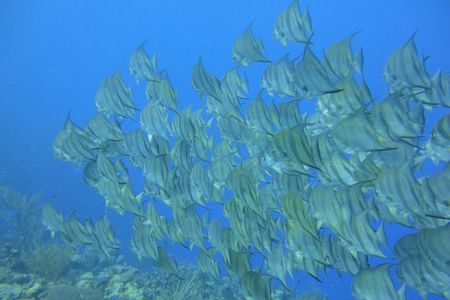 Advanced PADI Diving Course