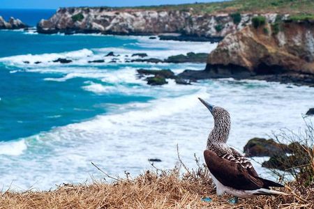 Tour to La Plata island and whales watching