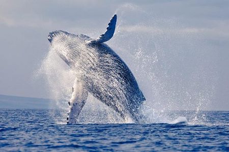 Snorkeling tour and whales watching - Machalilla National Park