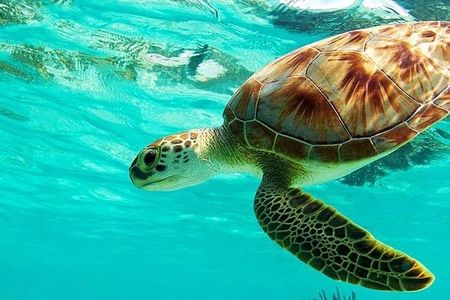 All Inclusive : Bali Blue Lagoon Snorkeling, Lunch, and Transport