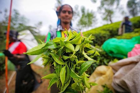 Nuwara Eliya & Kandy | 2 Days Tour