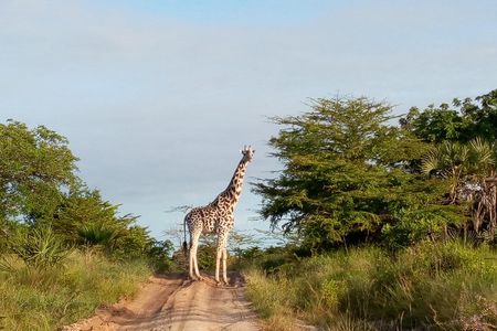 3 Days Safari to Saadani National Park + Boat Safari from Dar es Salaam