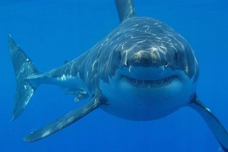 Day Diving in Hurghada by Boat