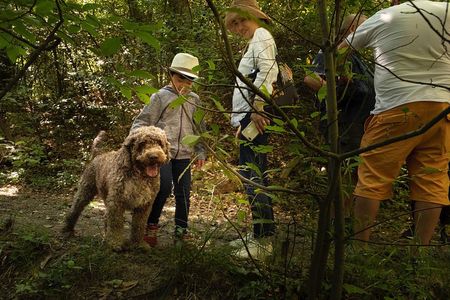 Truffle Picking Experience with 3 Course Meal in Chianti hills