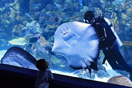 Burj Khalifa, Dubai Aquarium & UWZ with Penguin Cove Tickets