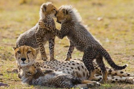 7 Days Maasai Mara National park , Amboseli parks and Nakuru safaris