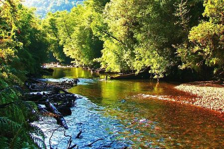 Full day HIKE Alerce Andino Parque Nacional.