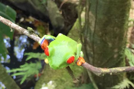 Wildlife rainforest Hiking sloth & Chocolate -Coffee tour
