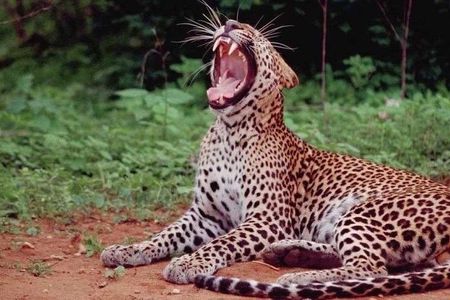 Yala Full Day Private Tour and Safari from Colombo or Negombo
