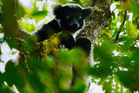 Two days tour to Andasibe NP