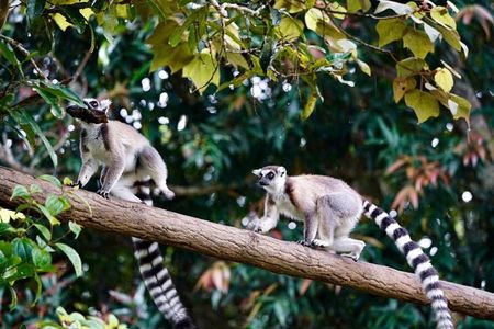 Two days tour to Andasibe NP