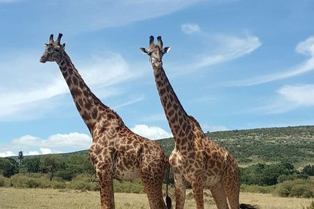 Full Day Tour to Amboseli National Park