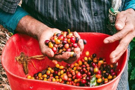 Private tour: Colombian Coffee Farm & Culture from Medellin - From crop to cup!