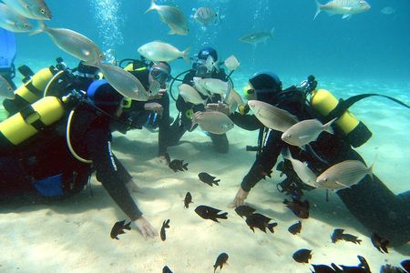 Scuba Diving (Basic Diver - 2 dives)