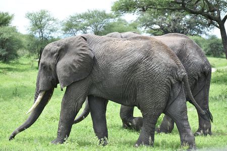 5 DAYS BUDGET SAFARI ( Tarangire, Ngorongoro Crater & Serengeti National parks)