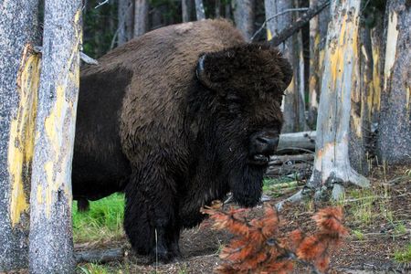 Yellowstone Private Upper Loop Tour with Lunch
