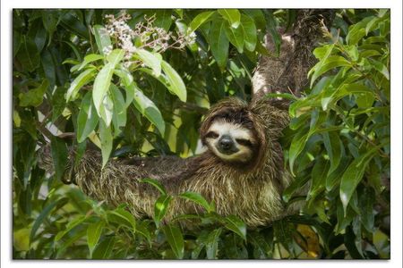 Tortuguero National Park and Canals Day Trip from San Jose