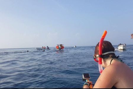 Dolphin Tour and Jozani Forest