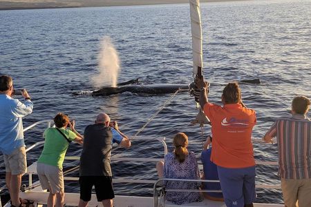 Sunset Cruise with the Whales on our Sailing Catamaran