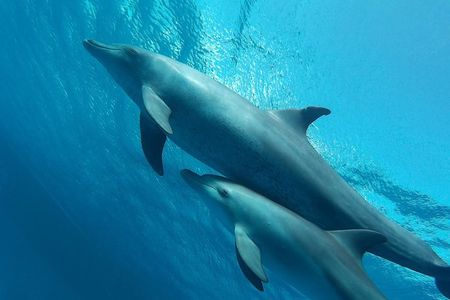 Luxury Cruise inc. Snorkeling/Massage/Island/water sport & Lunch