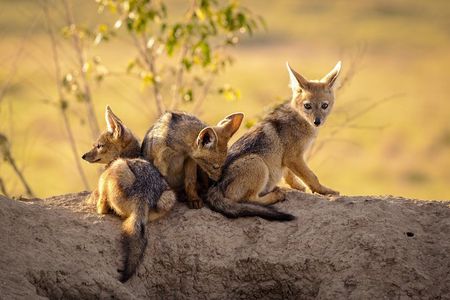 3-day Tanzania safari - Tarangire and Ngorongoro Crater
