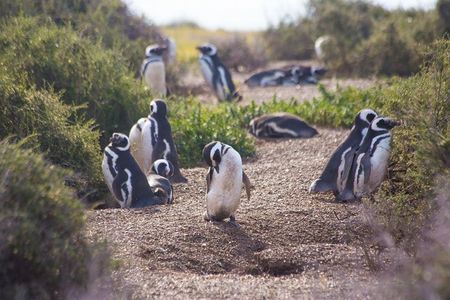 Punta Tombo Tour, the Penguin Experience