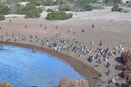 Punta Tombo Tour, the Penguin Experience