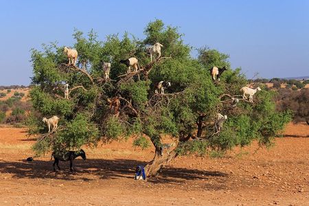 Tree-climbing Goats in Agadir
