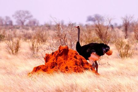 3 Days (2 nights); Tsavo East & West Safari: