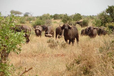 1 Day Tsavo East Safari: