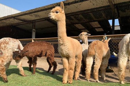 Private Full-Day Inca Adventure: Alpacas, Petroglyphs and Wine