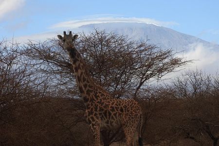 2 Days Amboseli Safari 