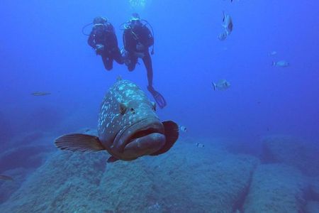 Scuba Diving in La Maddalena & Lavezzi Park for certified divers.