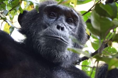 08 days Classic Uganda Primate Tour 