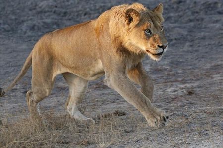Dinokeng Game Reserve Near Johannesburg South Africa