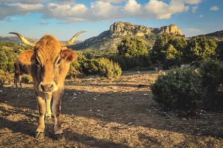 Jeep tour Between Land & Sea - Orosei & Capo comino