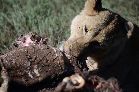 5 Days Tarangire ,Serengeti.Ngorongoro and Lake manyara