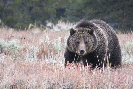 Yellowstone & Grand Teton National Parks - Ultimate Wildlife Safari