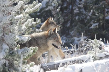 Yellowstone & Grand Teton National Parks - Ultimate Wildlife Safari