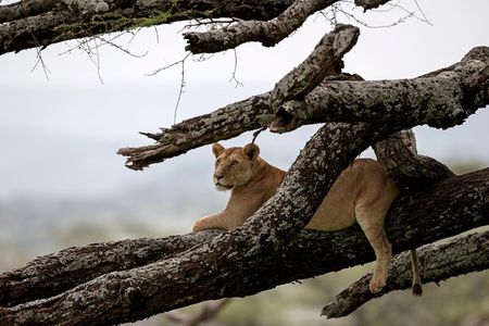 3 Days Luxury Lodge Safari in Tanzania